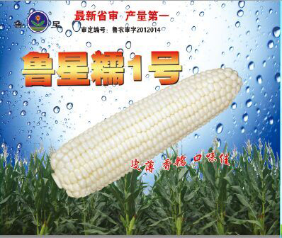 玉米新品种鲁星糯1号通过国家审定